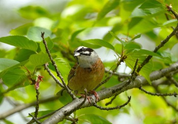 ホオジロ 馬見丘陵公園 2024年4月20日(土)