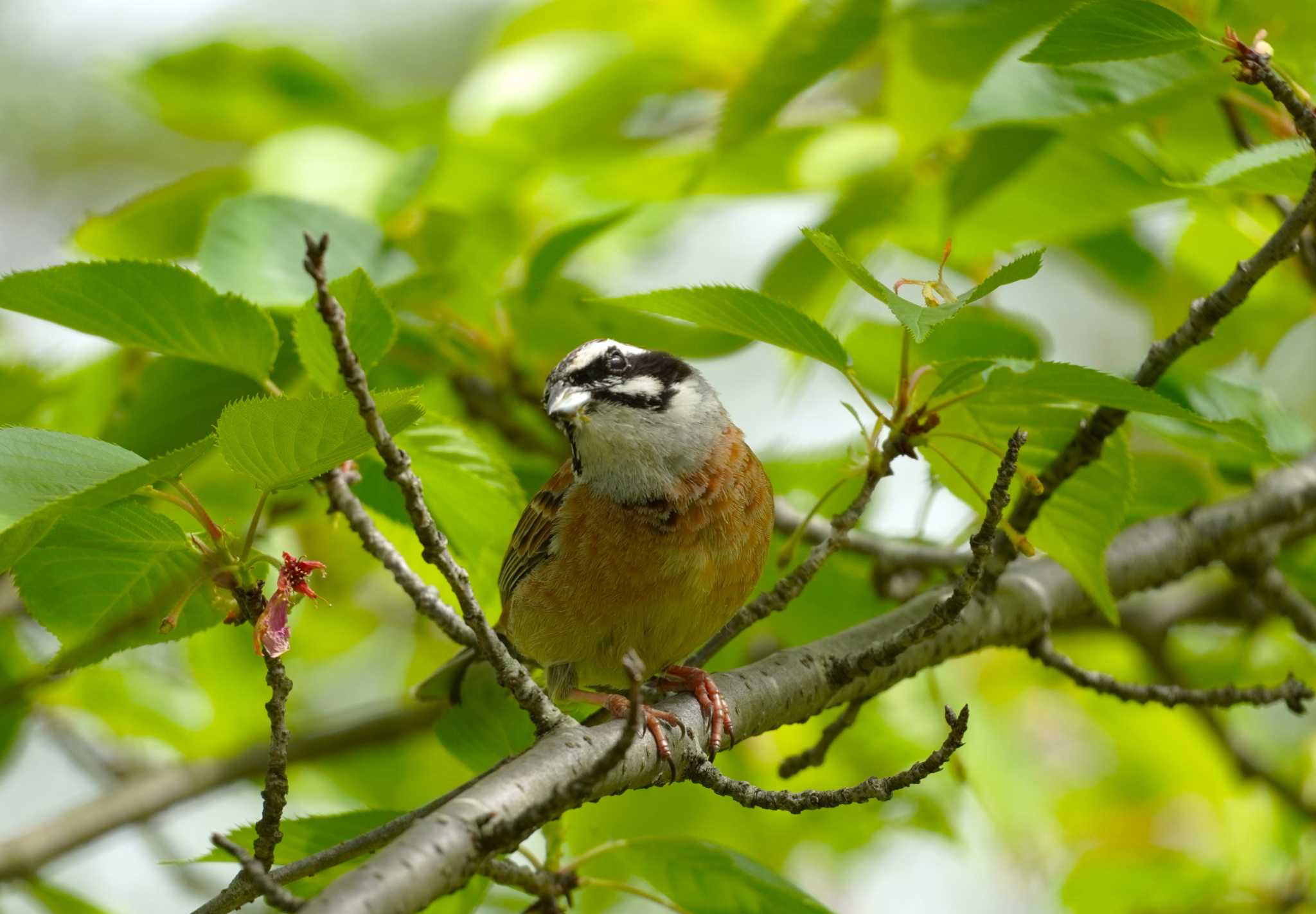 Meadow Bunting