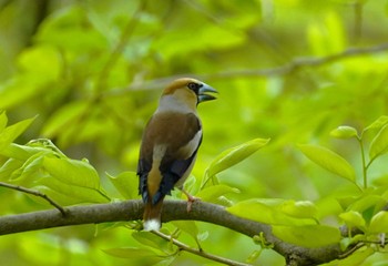 Hawfinch 馬見丘陵公園 Sat, 4/20/2024