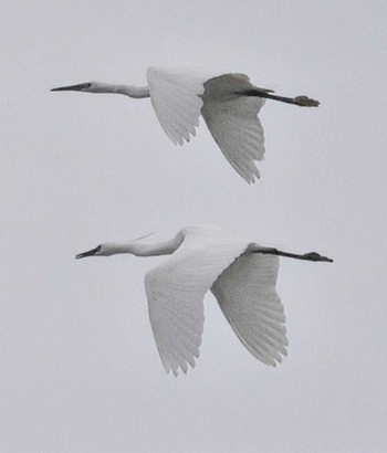 Little Egret Kasai Rinkai Park Tue, 4/23/2024