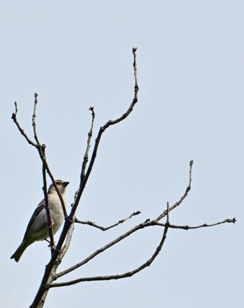 Russet Sparrow 馬見丘陵公園 Sat, 4/20/2024