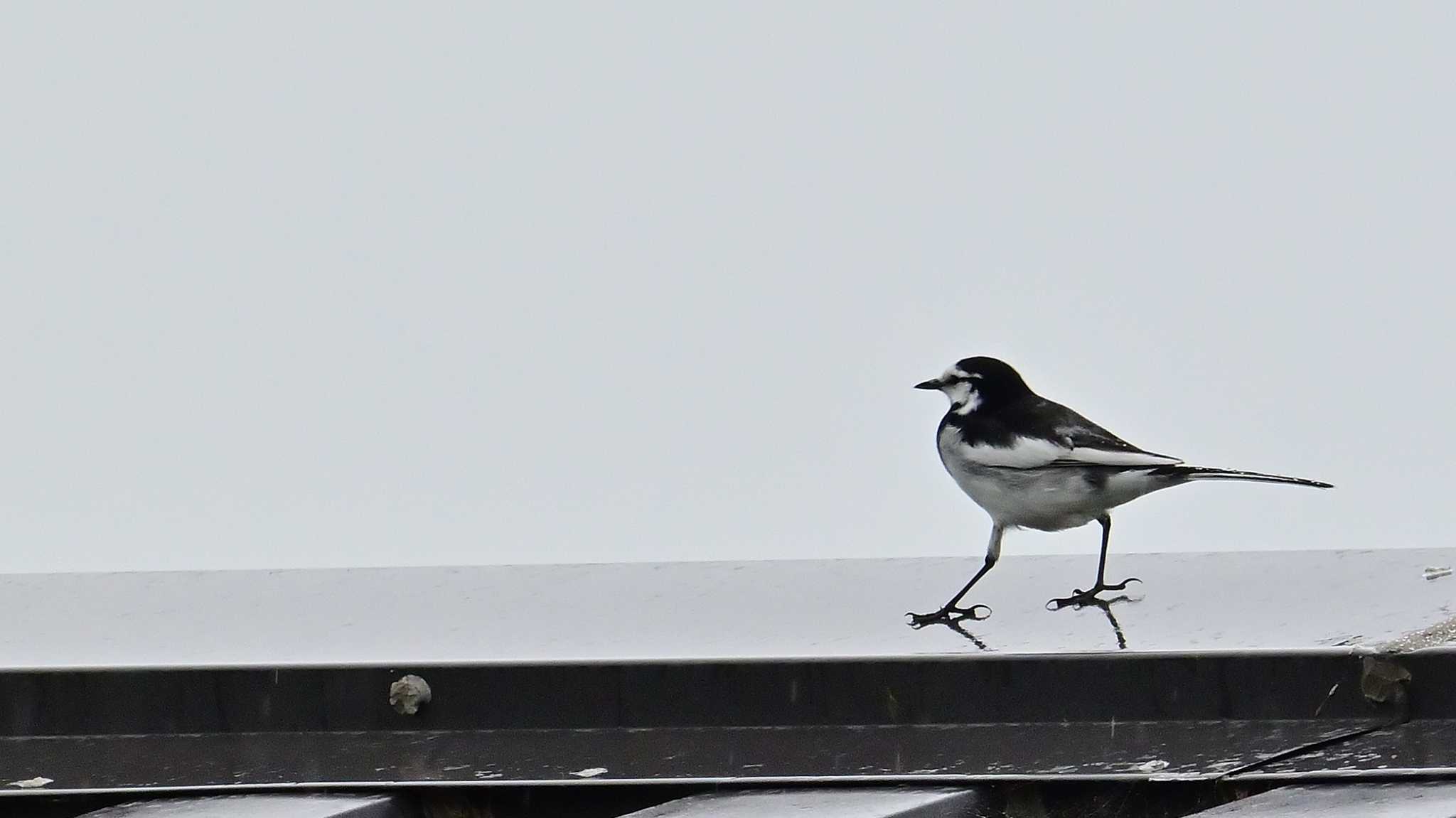 White Wagtail