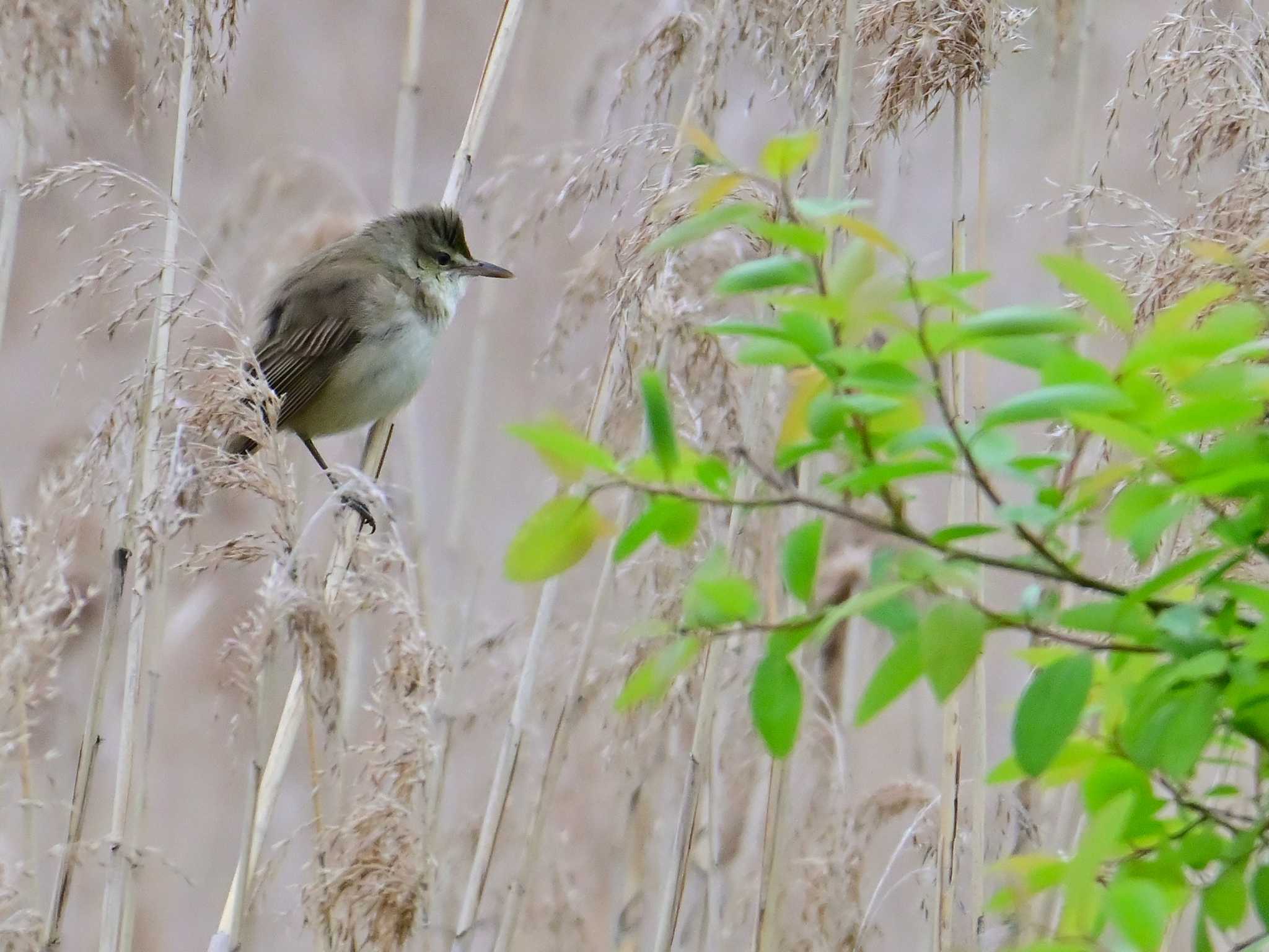 Oriental Reed Warbler