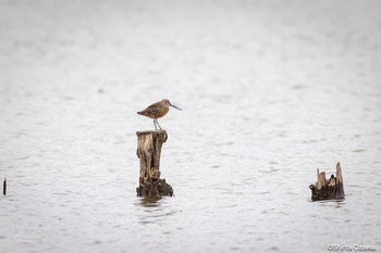 Long-billed Dowitcher Isanuma Sun, 4/21/2024