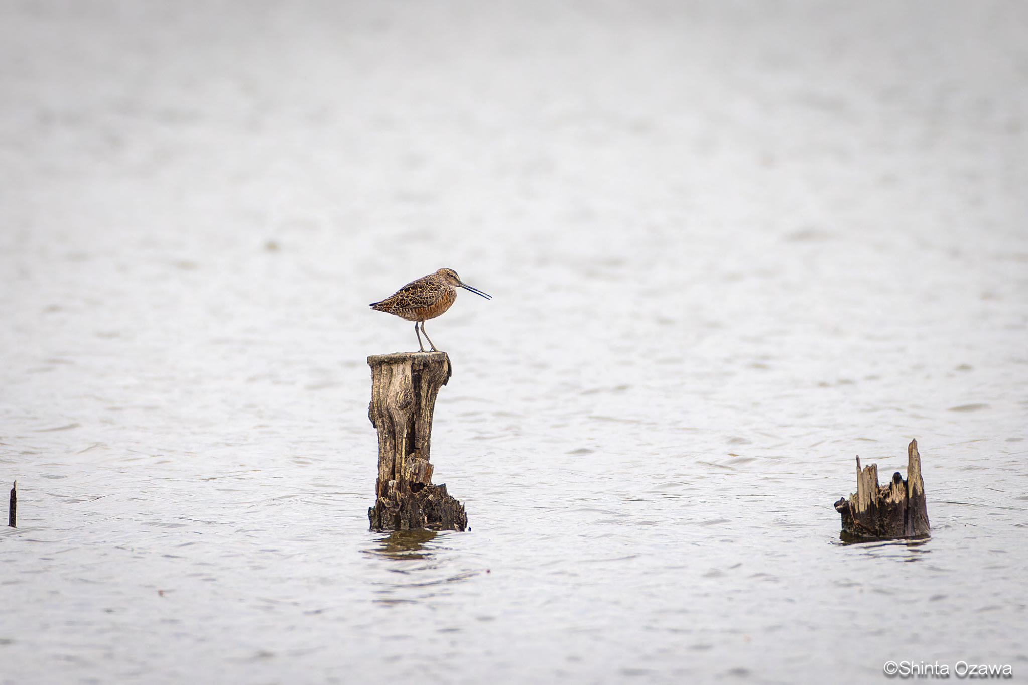 Photo of Long-billed Dowitcher at Isanuma by SNT