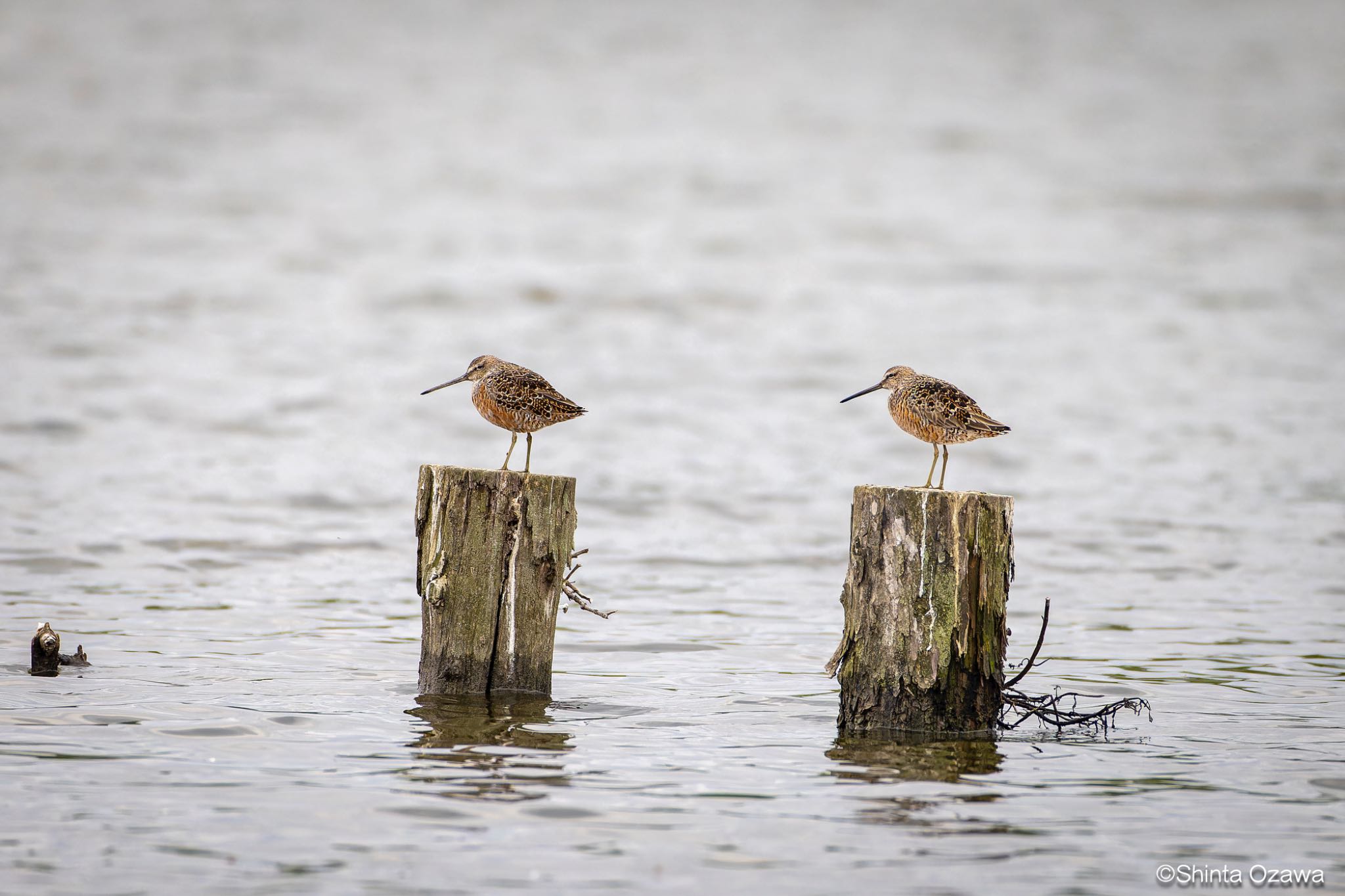 Photo of Long-billed Dowitcher at Isanuma by SNT