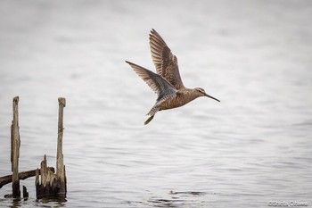 Long-billed Dowitcher Isanuma Sun, 4/21/2024