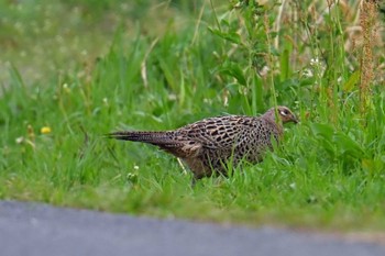 Green Pheasant Watarase Yusuichi (Wetland) Sun, 4/21/2024