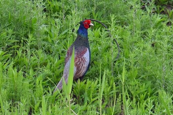 Green Pheasant Watarase Yusuichi (Wetland) Sun, 4/21/2024