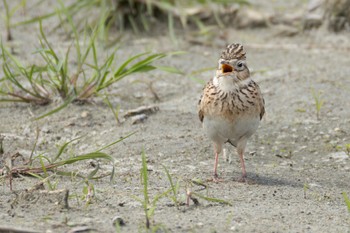 Eurasian Skylark Nabeta Reclaimed land Sat, 4/20/2024