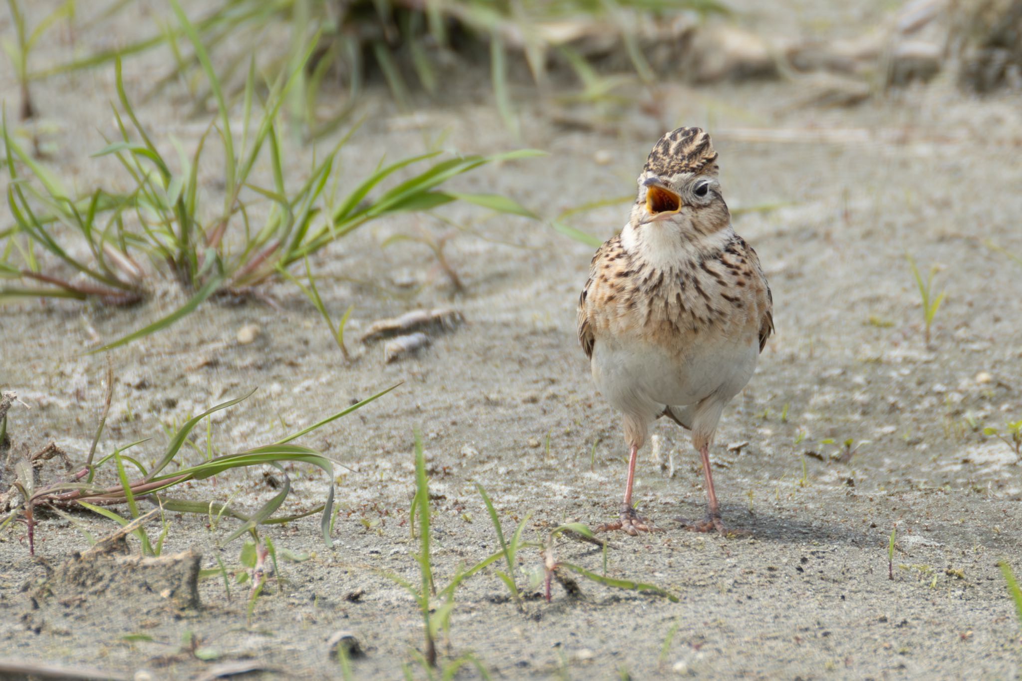 Photo of Eurasian Skylark at Nabeta Reclaimed land by 青ちゃん