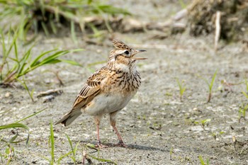 Eurasian Skylark Nabeta Reclaimed land Sat, 4/20/2024