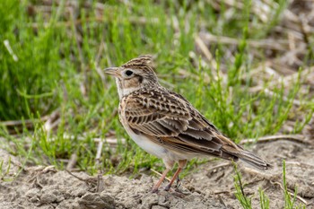 Eurasian Skylark Nabeta Reclaimed land Sat, 4/20/2024