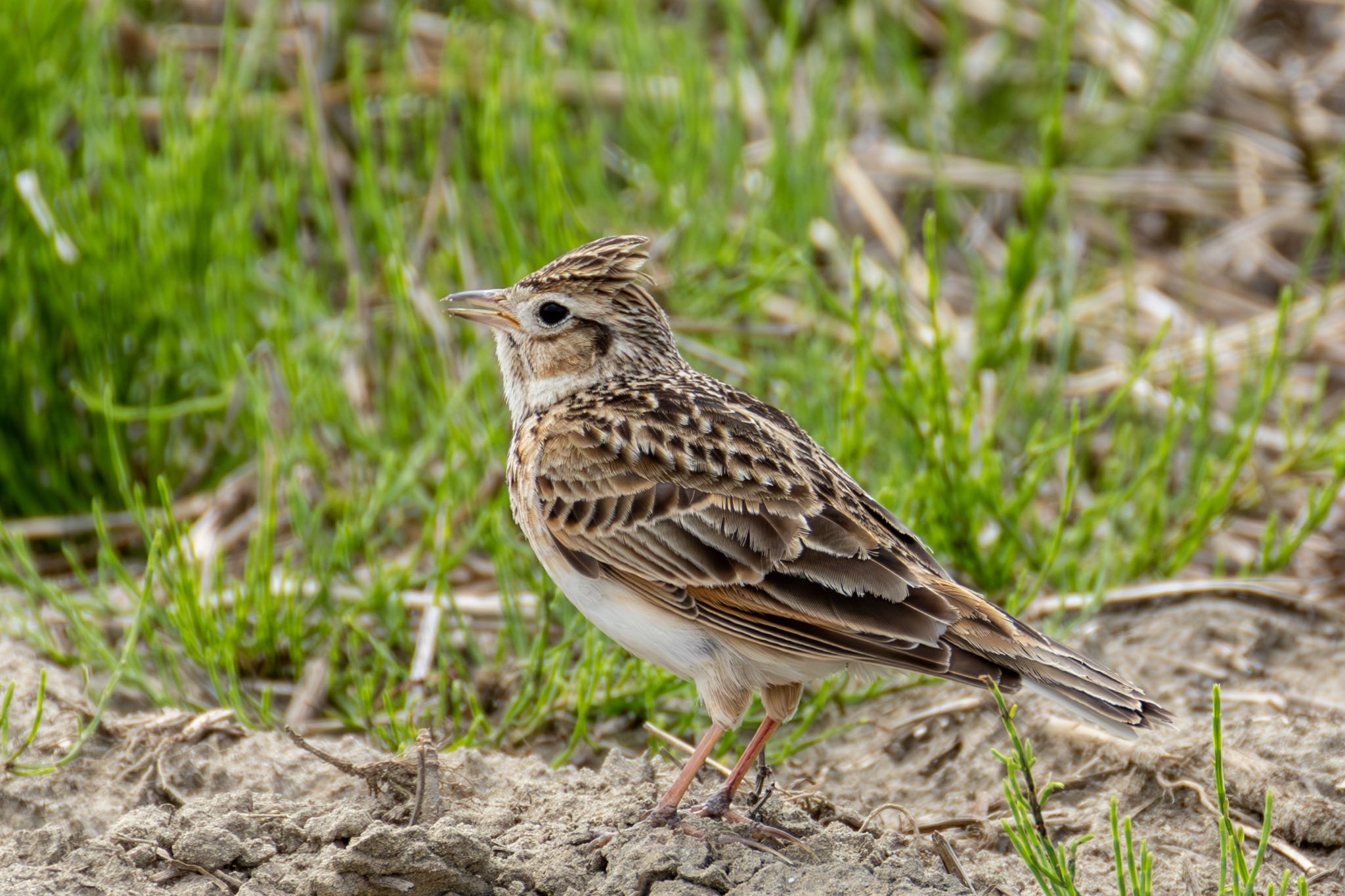 Photo of Eurasian Skylark at Nabeta Reclaimed land by 青ちゃん