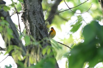 Narcissus Flycatcher Machida Yakushiike Park Fri, 4/19/2024