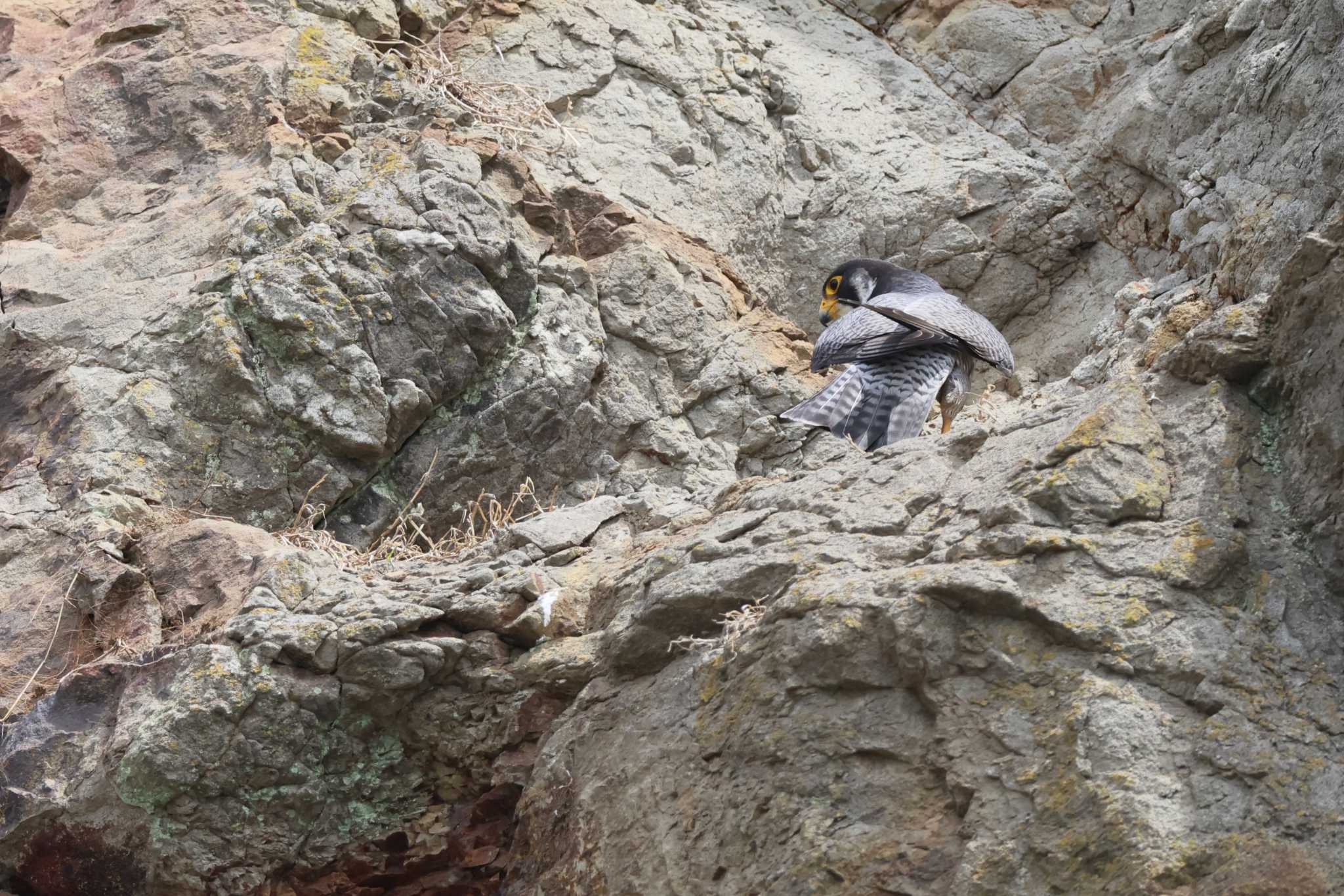 Photo of Peregrine Falcon at 江ノ島 by bobobobo09