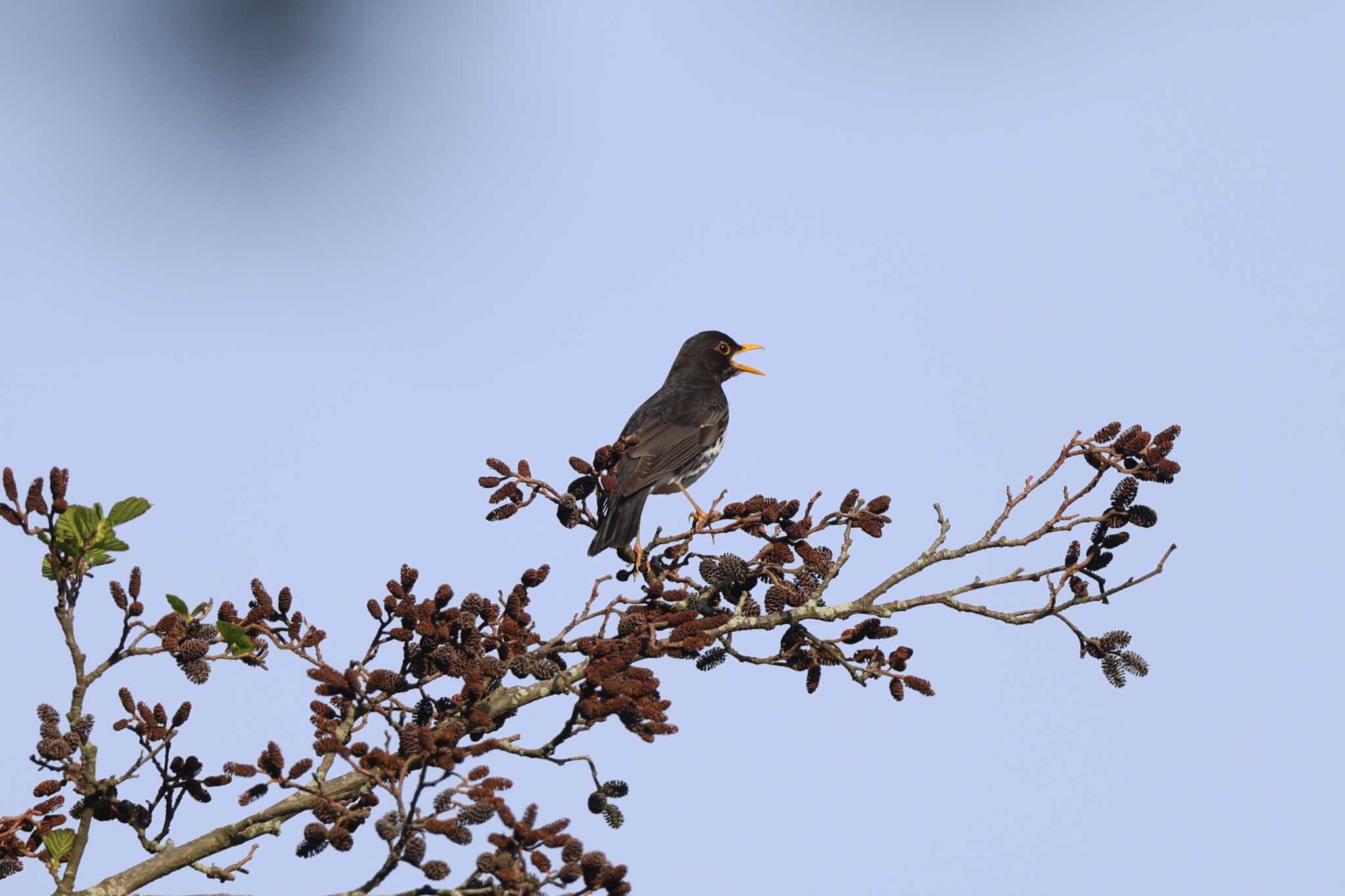 Photo of Japanese Thrush at 日向林道 by bobobobo09