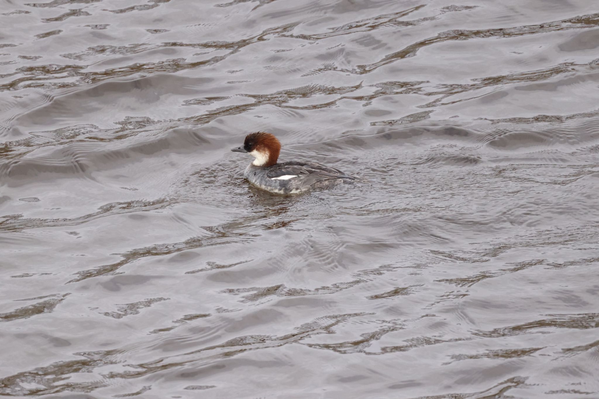 Photo of Smew at 札幌モエレ沼公園 by will 73