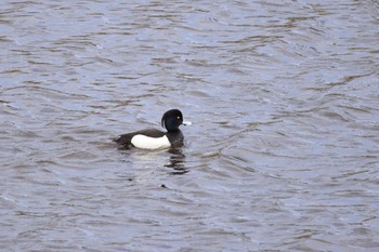 Tufted Duck 札幌モエレ沼公園 Tue, 4/23/2024