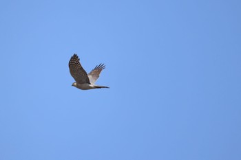 Eurasian Sparrowhawk 札幌モエレ沼公園 Tue, 4/23/2024