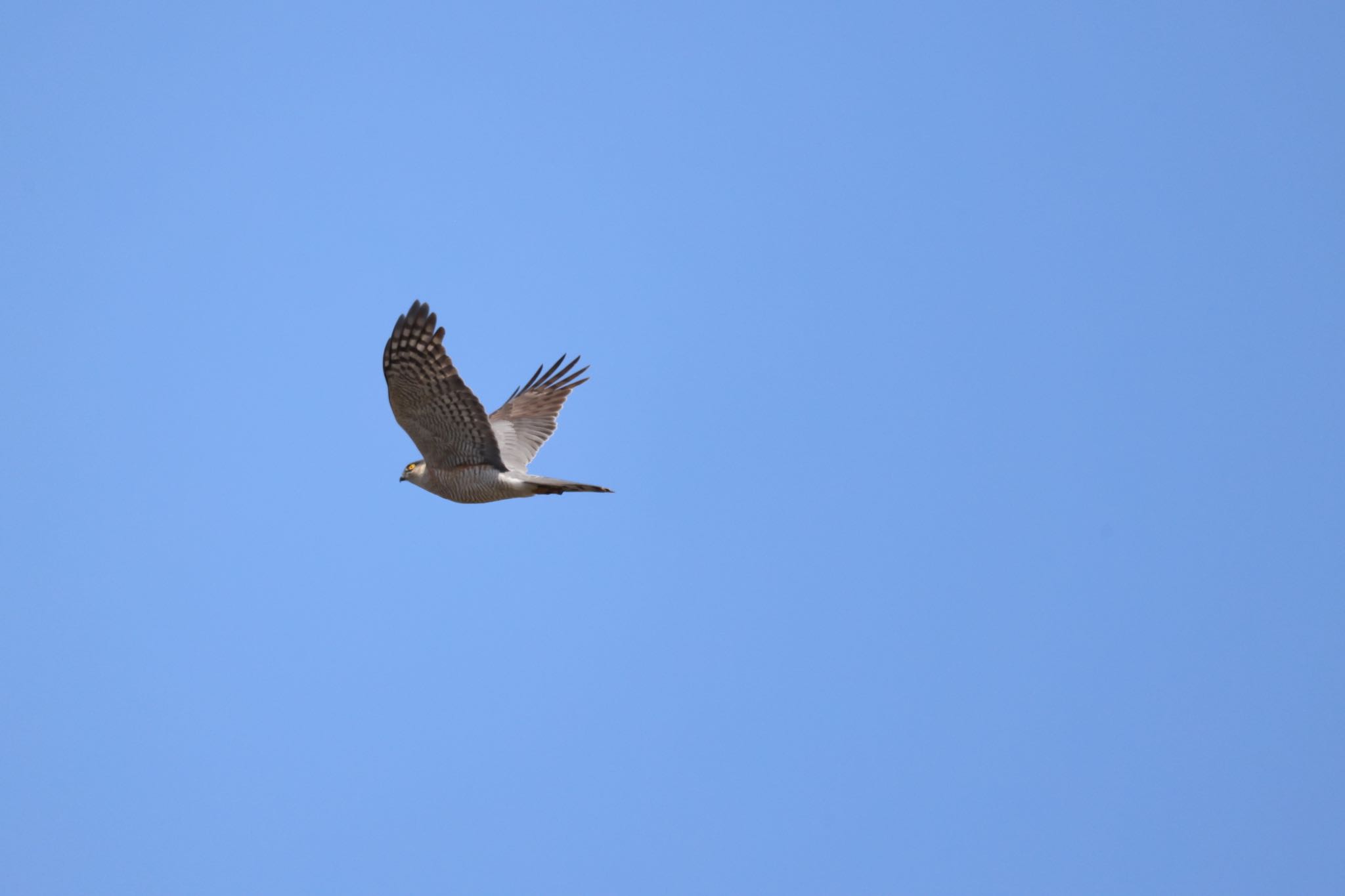 Photo of Eurasian Sparrowhawk at 札幌モエレ沼公園 by will 73