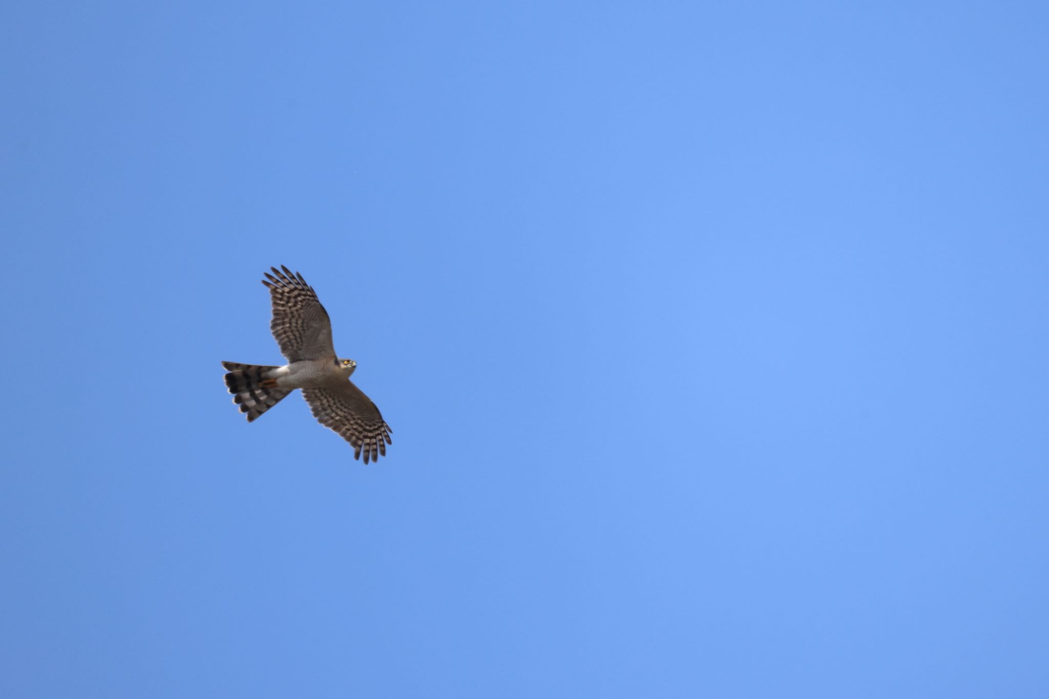 Photo of Eurasian Sparrowhawk at 札幌モエレ沼公園 by will 73