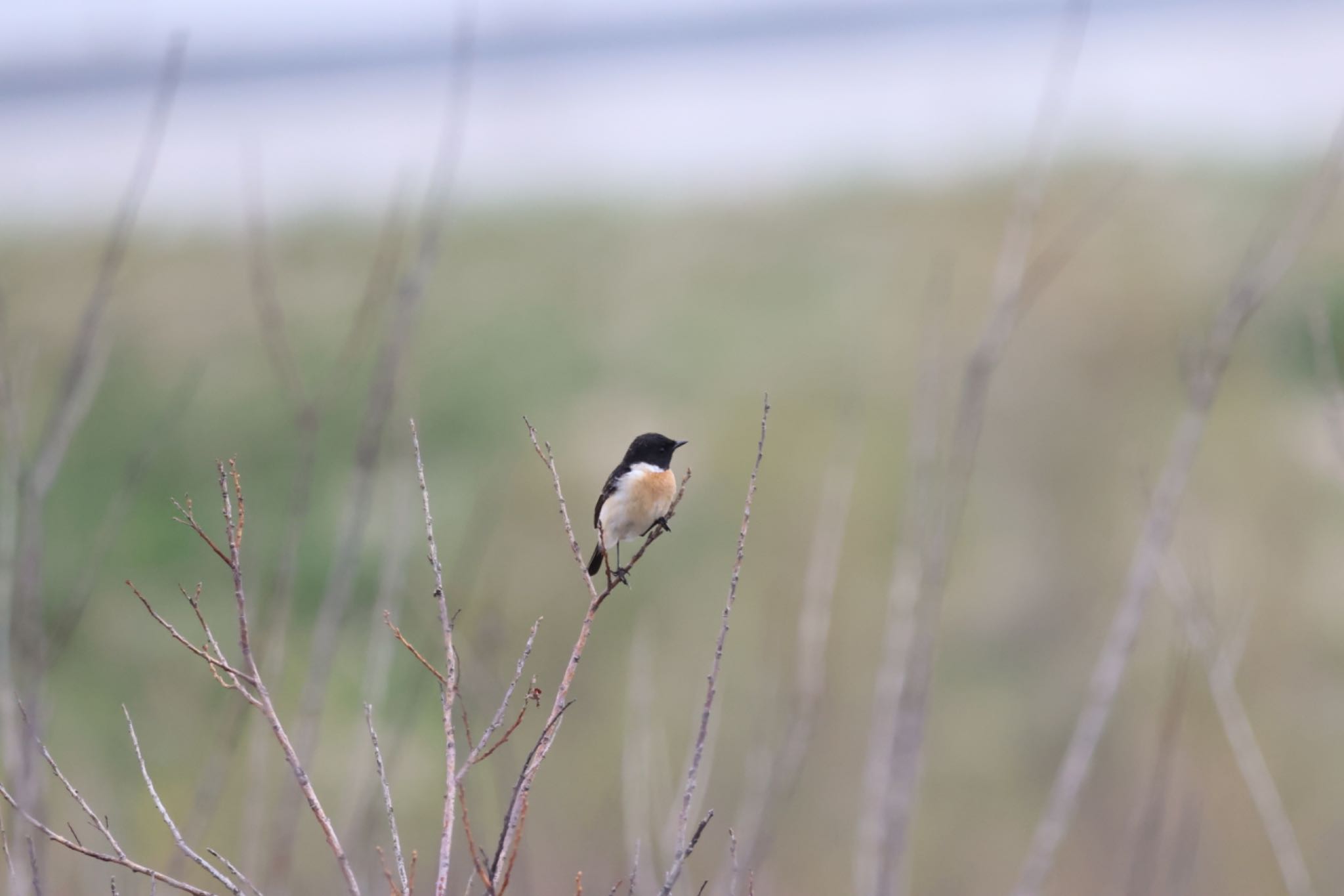 Photo of Amur Stonechat at 札幌モエレ沼公園 by will 73