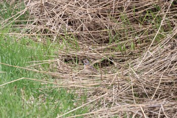 Chestnut-eared Bunting 札幌モエレ沼公園 Tue, 4/23/2024