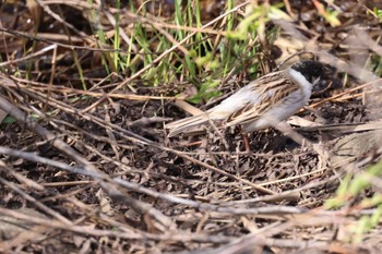 Common Reed Bunting 札幌モエレ沼公園 Tue, 4/23/2024