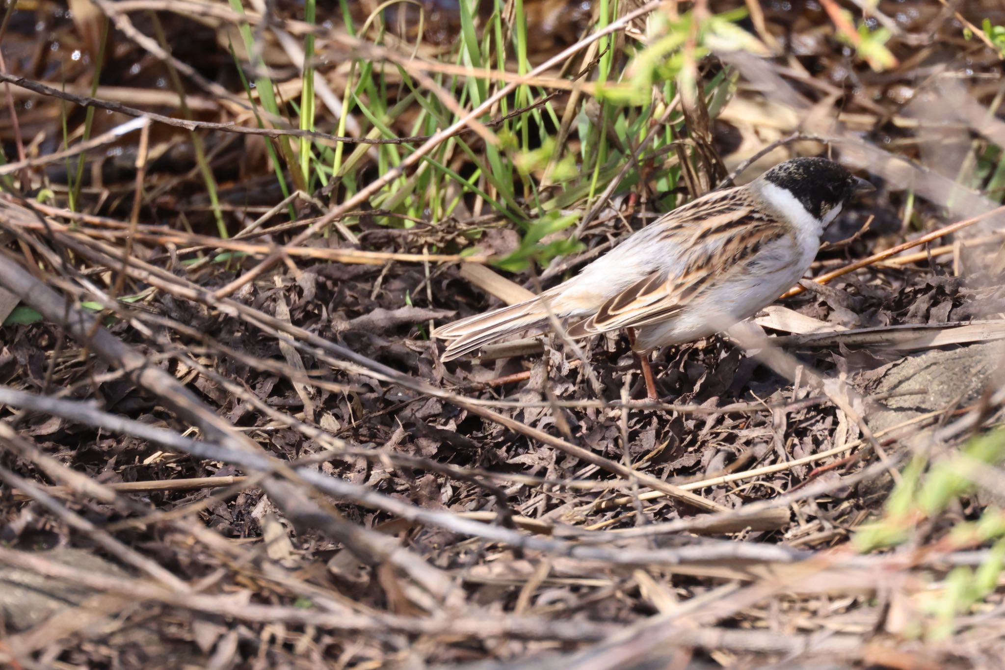 Photo of Common Reed Bunting at 札幌モエレ沼公園 by will 73