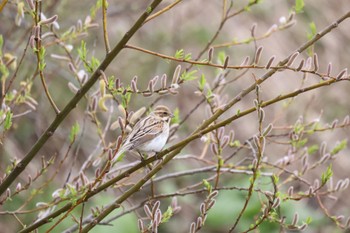 Common Reed Bunting 札幌モエレ沼公園 Tue, 4/23/2024