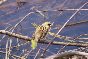 Masked Bunting 札幌モエレ沼公園 Tue, 4/23/2024