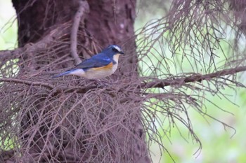 Red-flanked Bluetail 札幌モエレ沼公園 Tue, 4/23/2024