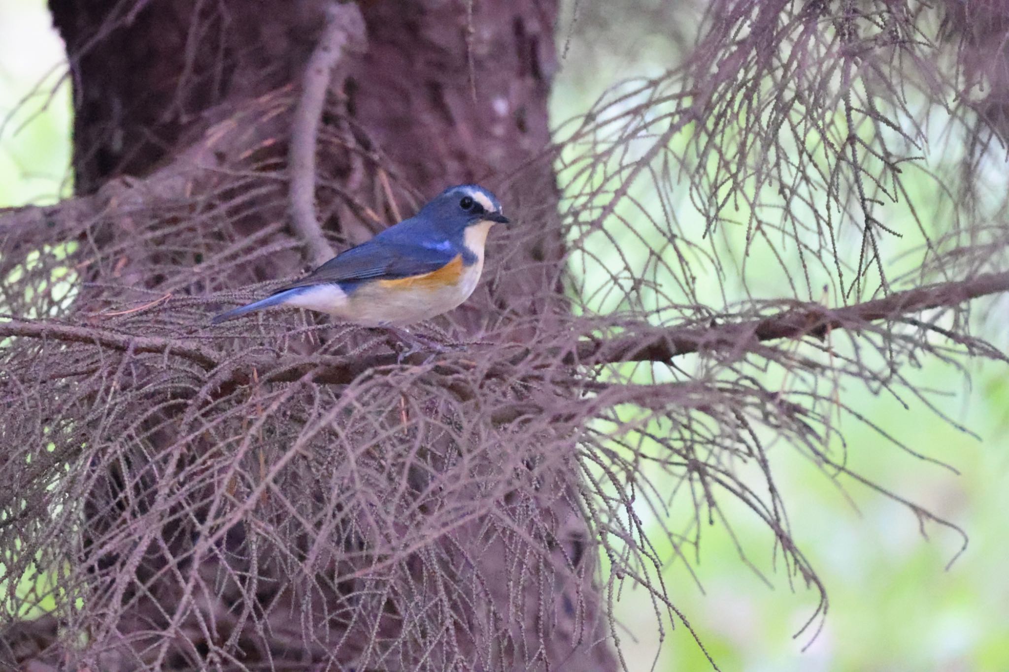 Red-flanked Bluetail