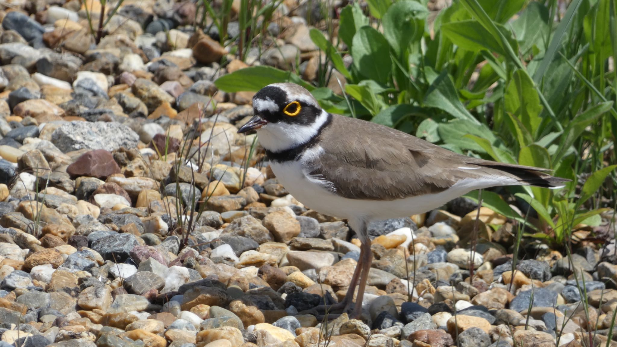 Little Ringed Plover