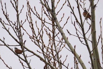 Meadow Bunting Asahiyama Memorial Park Fri, 4/12/2024