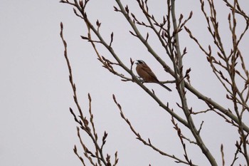 Meadow Bunting Asahiyama Memorial Park Fri, 4/12/2024