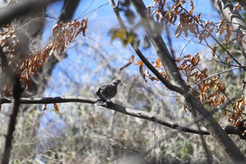 Oriental Turtle Dove 近所の林 Sun, 3/10/2024