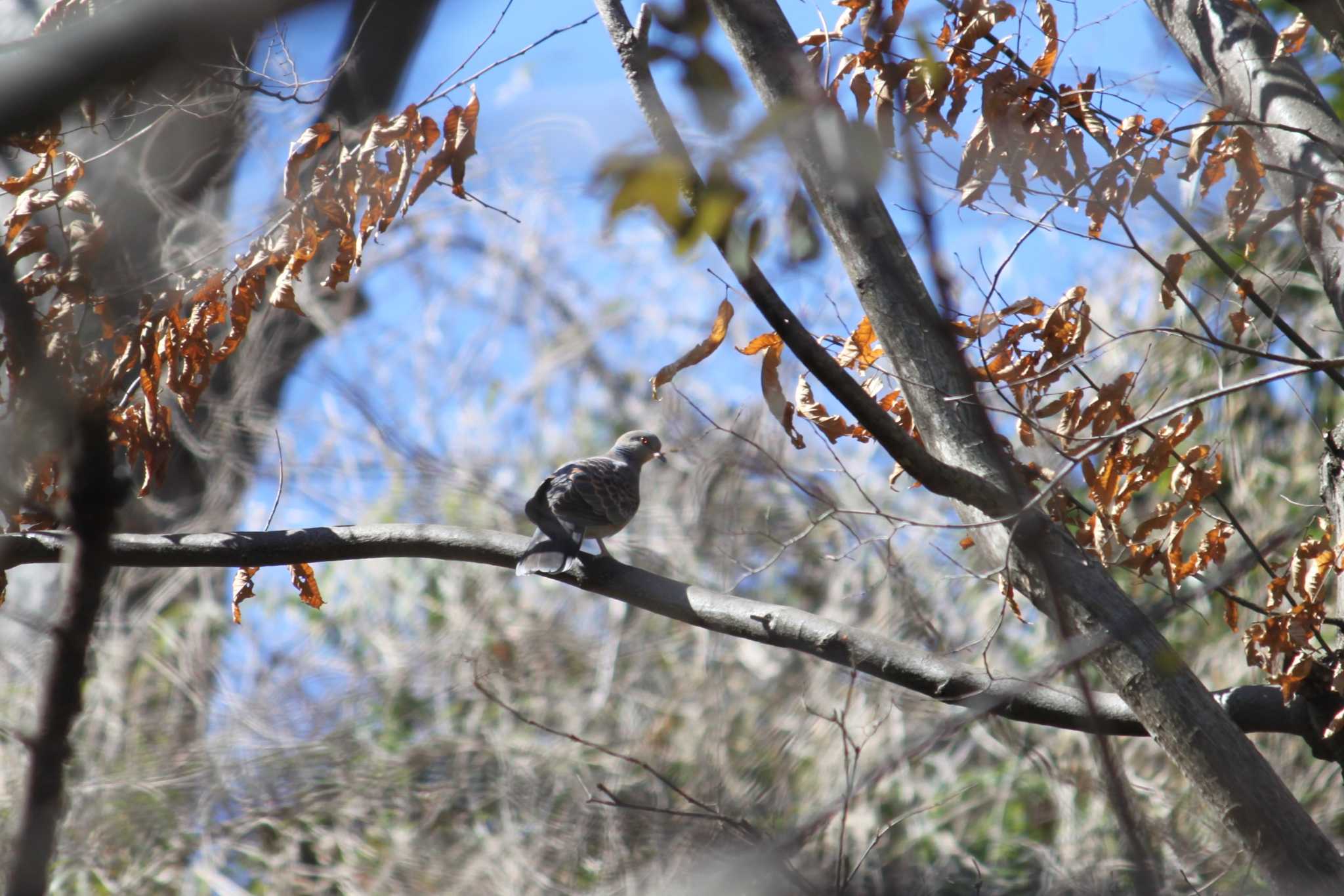 Photo of Oriental Turtle Dove at 近所の林 by Kazu N