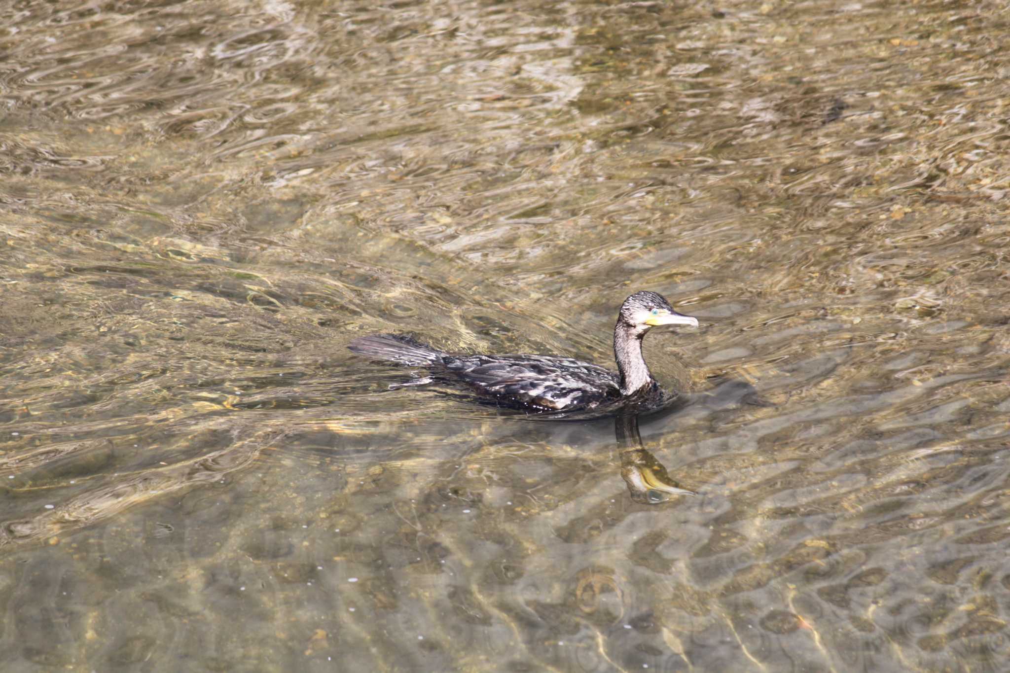 Photo of Great Cormorant at 近所の川 by Kazu N