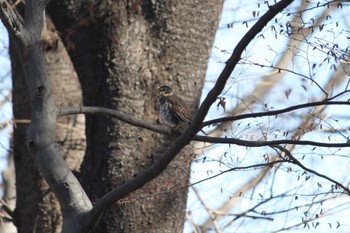 Dusky Thrush 近所の林 Sun, 3/10/2024