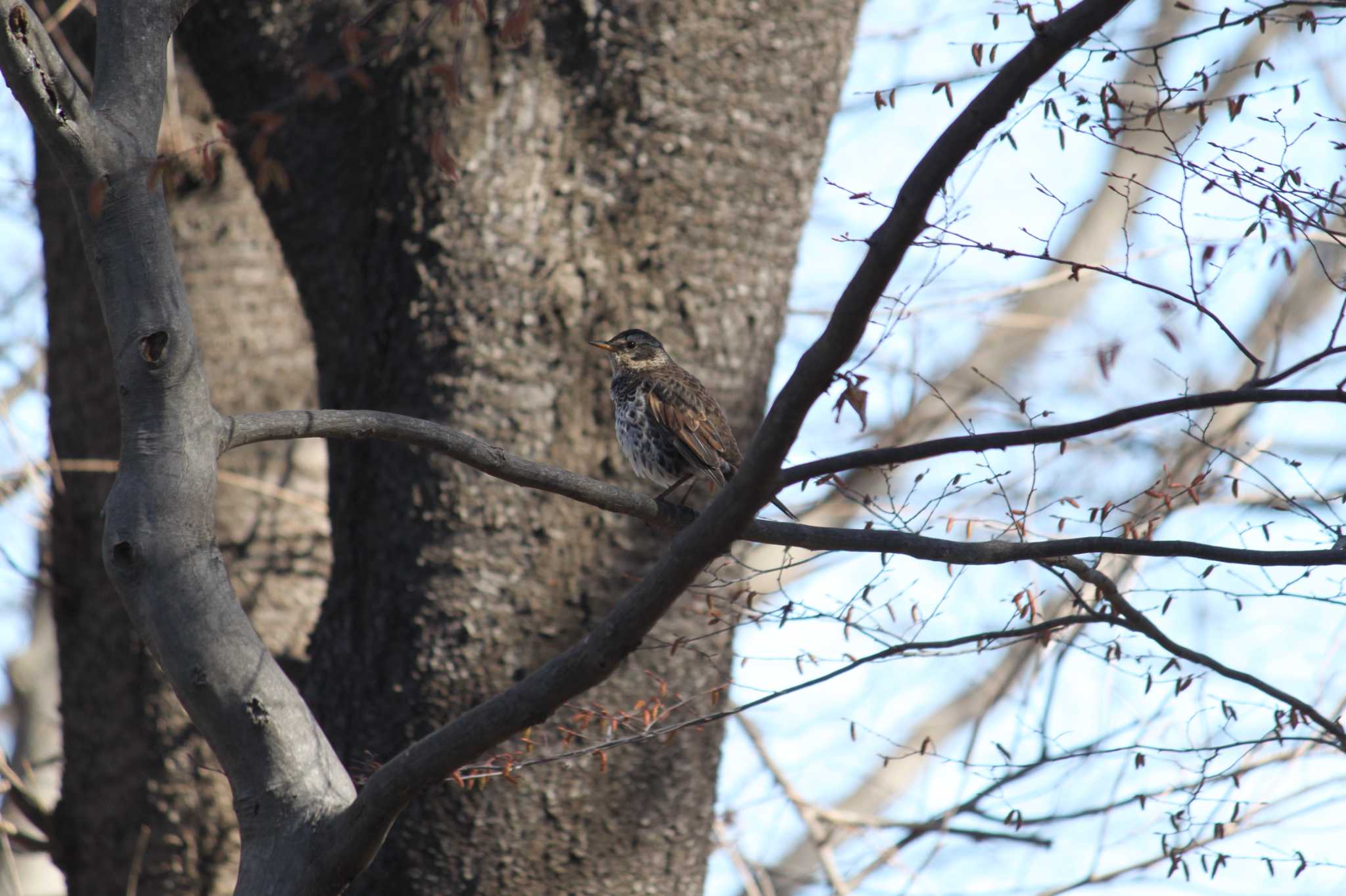 Photo of Dusky Thrush at 近所の林 by Kazu N