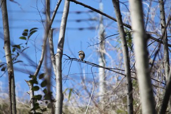 Bull-headed Shrike 近所の林 Sun, 3/10/2024