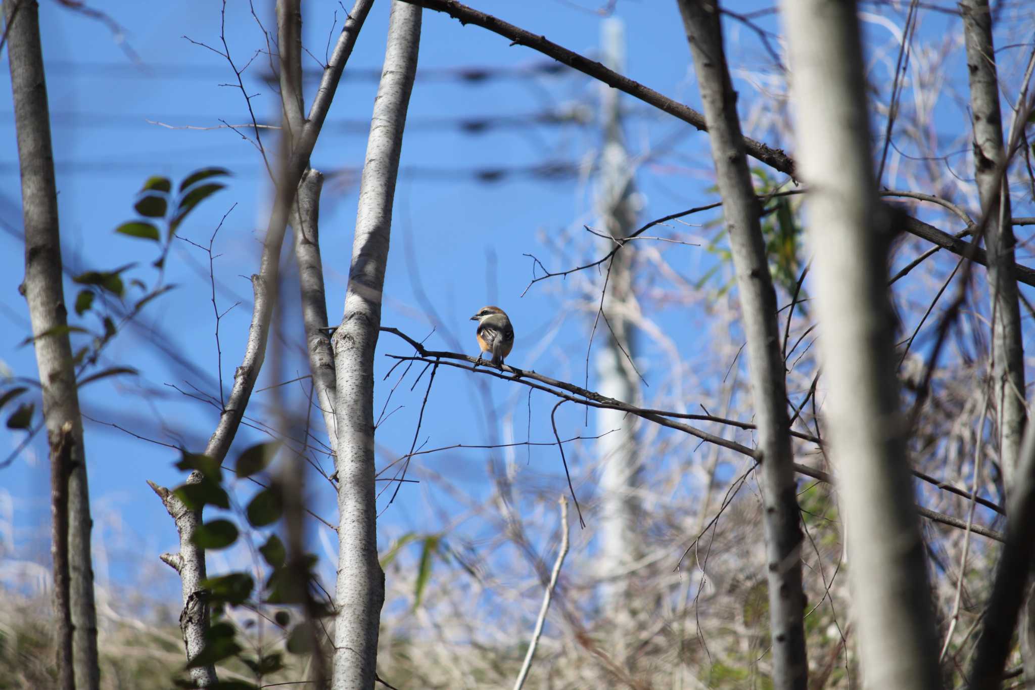 Photo of Bull-headed Shrike at 近所の林 by Kazu N