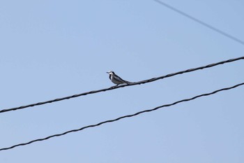 2024年3月31日(日) 山梨の野鳥観察記録