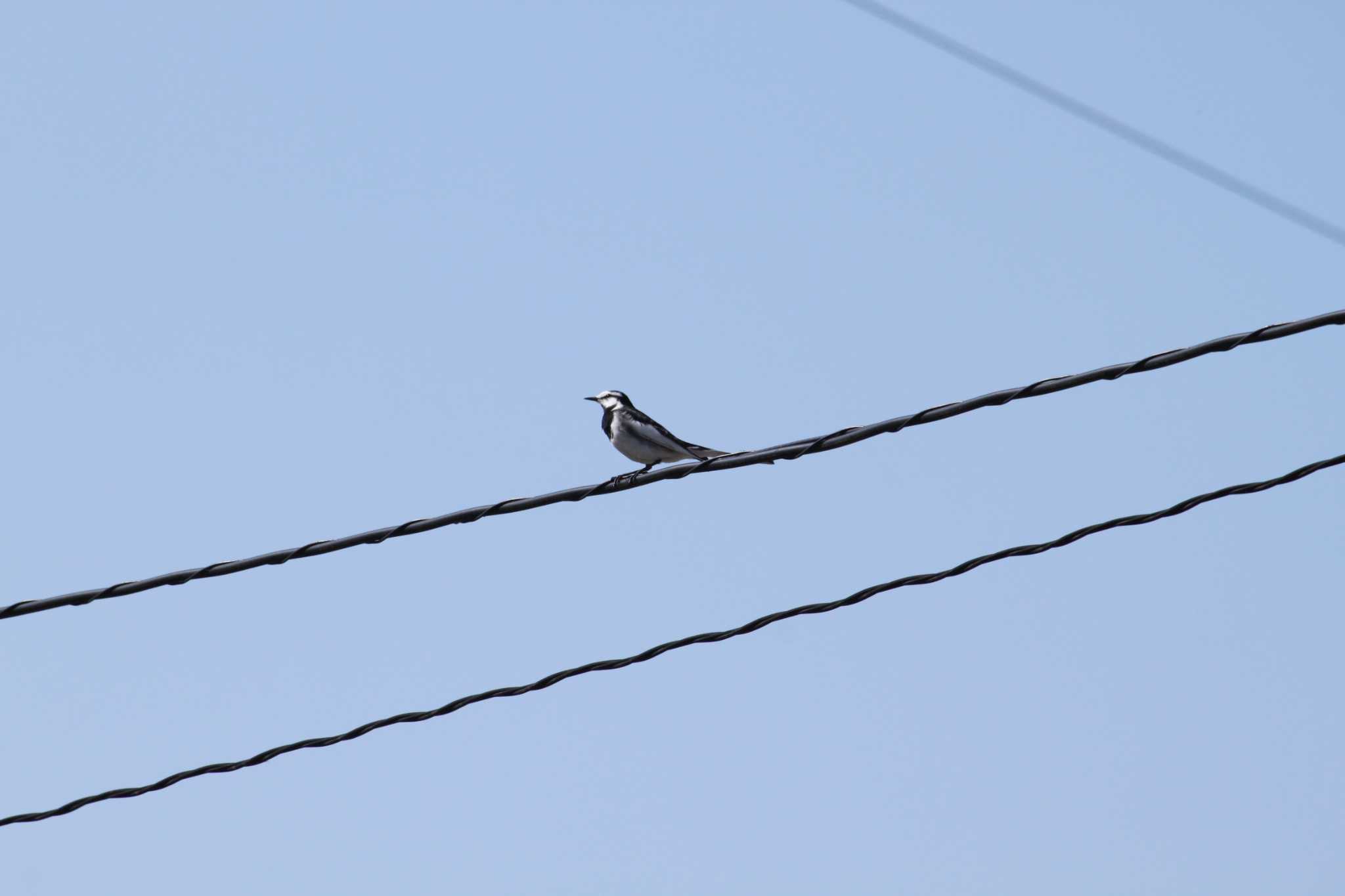 Photo of White Wagtail at 山梨 by Kazu N