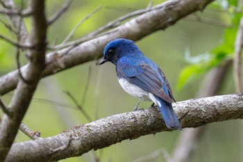 Blue-and-white Flycatcher Hayatogawa Forest Road Sun, 4/21/2024