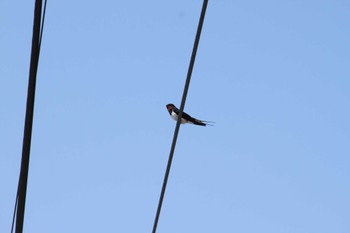 Barn Swallow 山梨 Sun, 3/31/2024