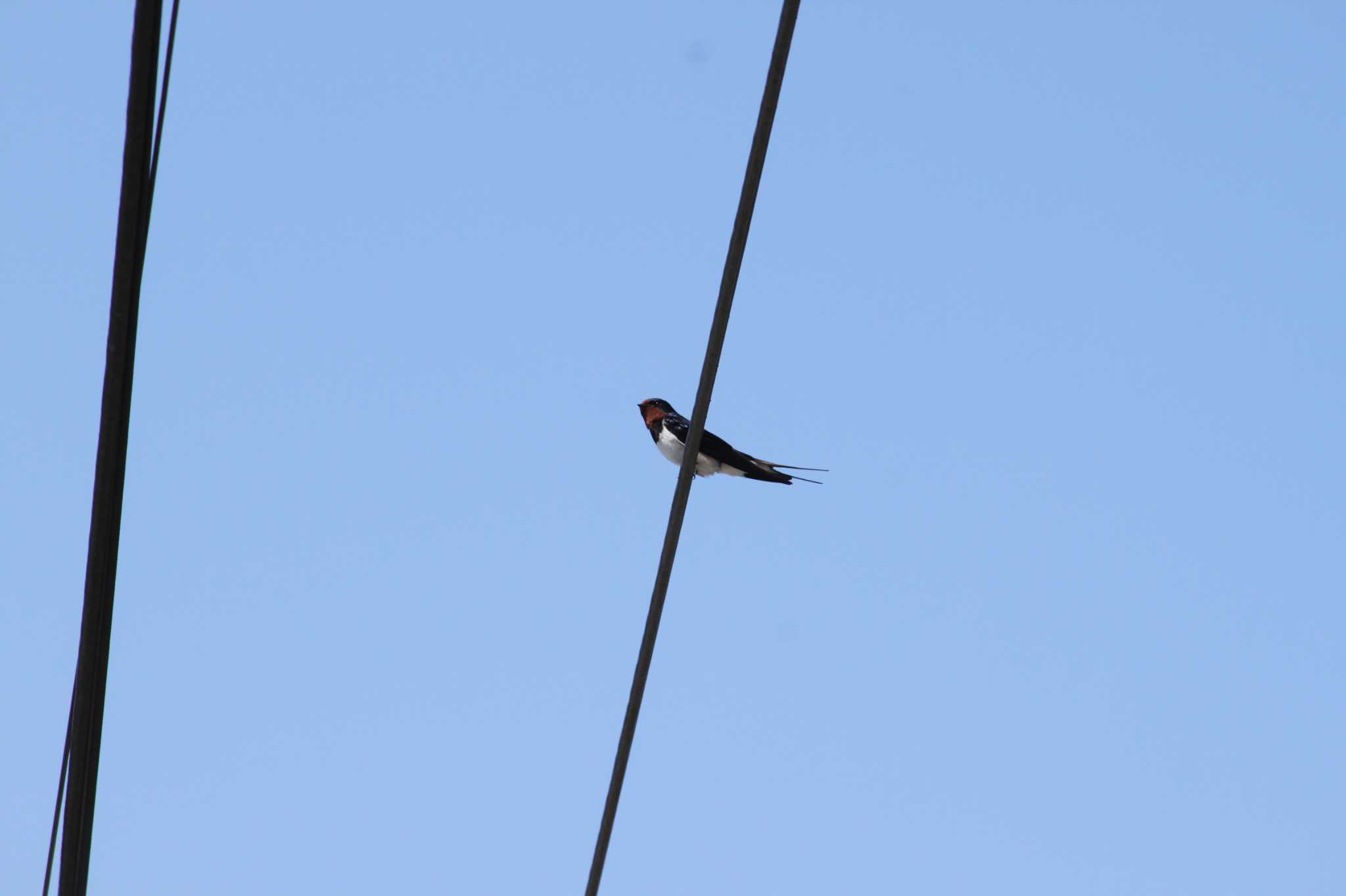 Barn Swallow