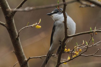 Ashy Minivet Karuizawa wild bird forest Mon, 4/22/2024